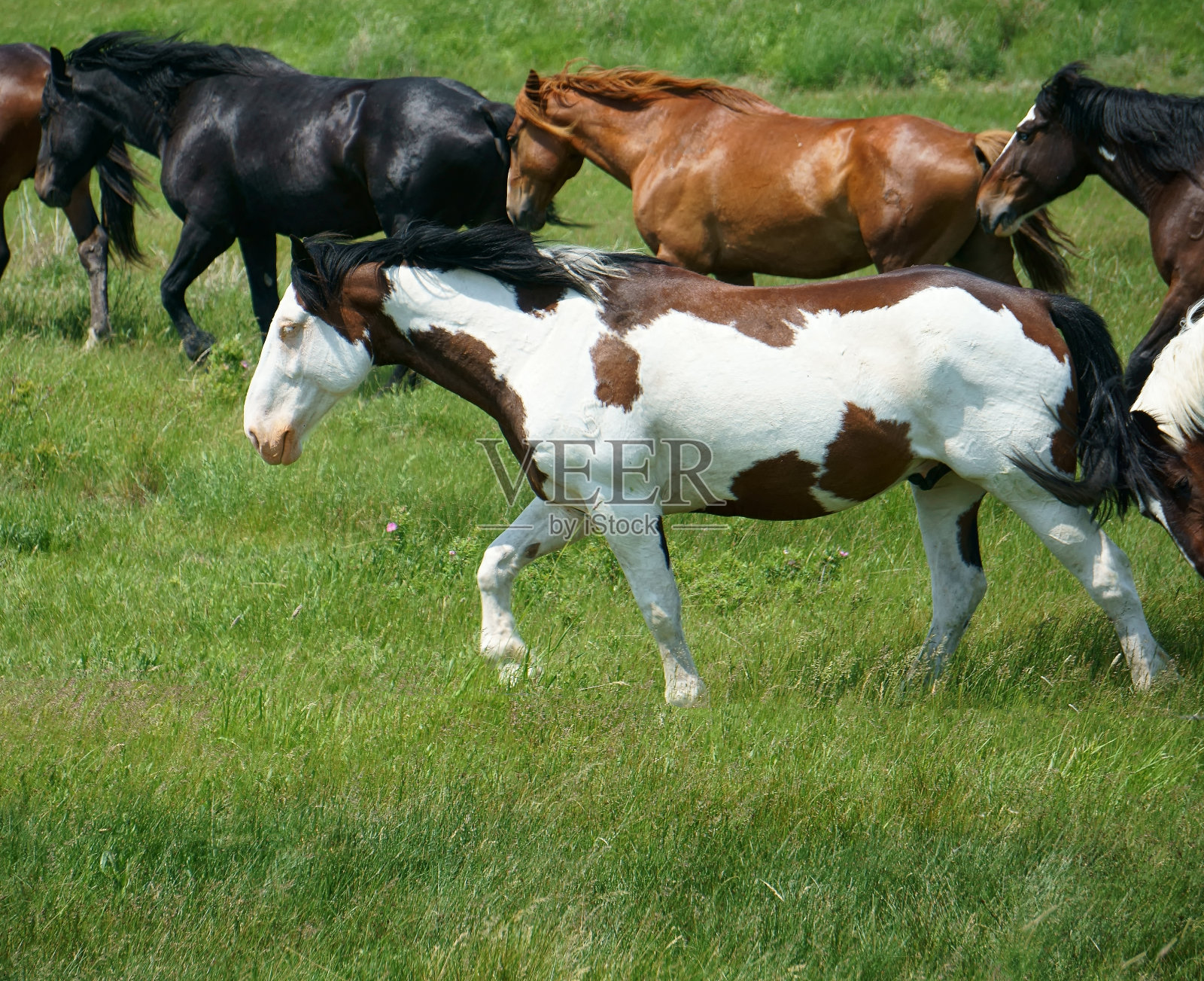油漆和它的伙伴们在移动照片摄影图片