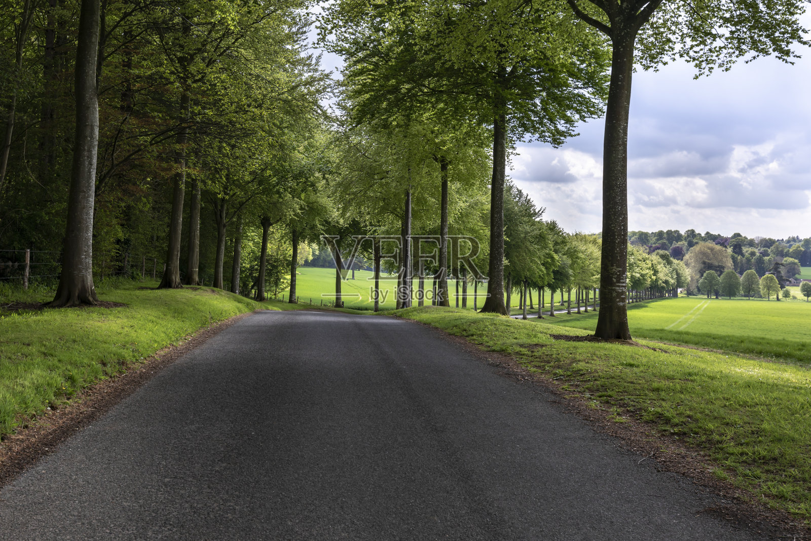 摩尔蟋蟀树,多塞特照片摄影图片