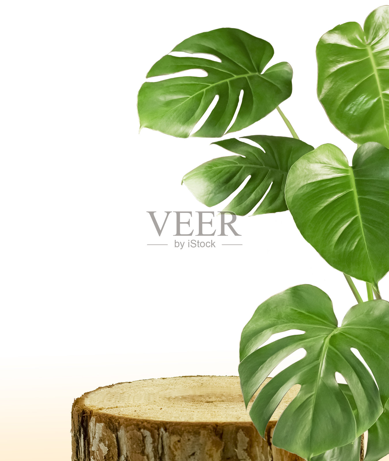 浅色背景上的木制讲台上有热带怪物的绿叶。照片摄影图片