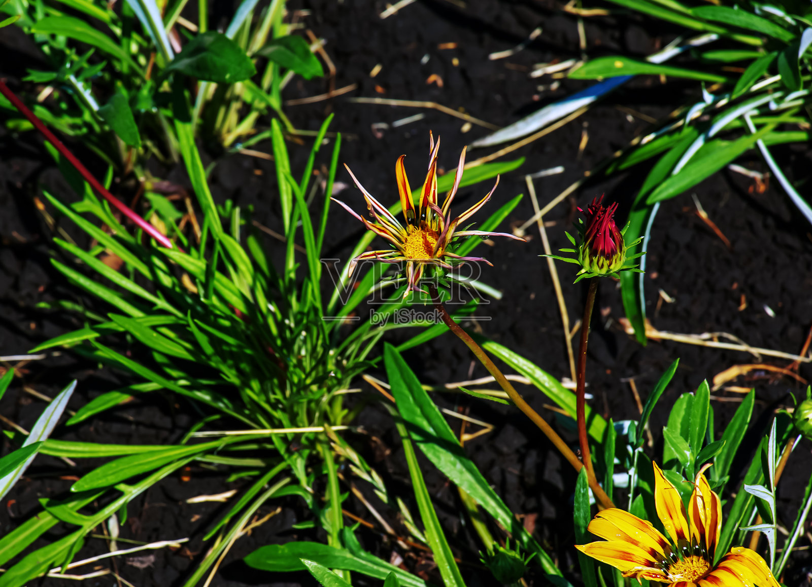 金菊(Gazania regens)是菊科的一种开花植物,有时被称为宝花照片摄影图片