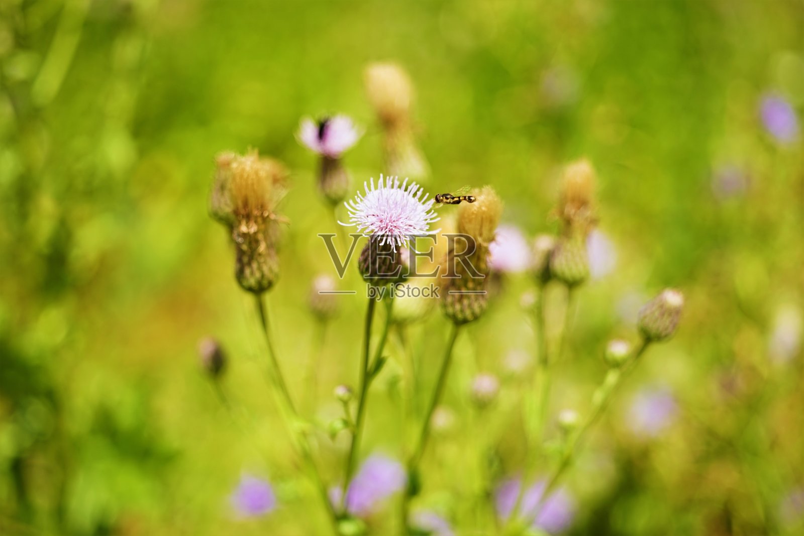 紫蓟植物生长在阳光明媚的夏日花园里照片摄影图片