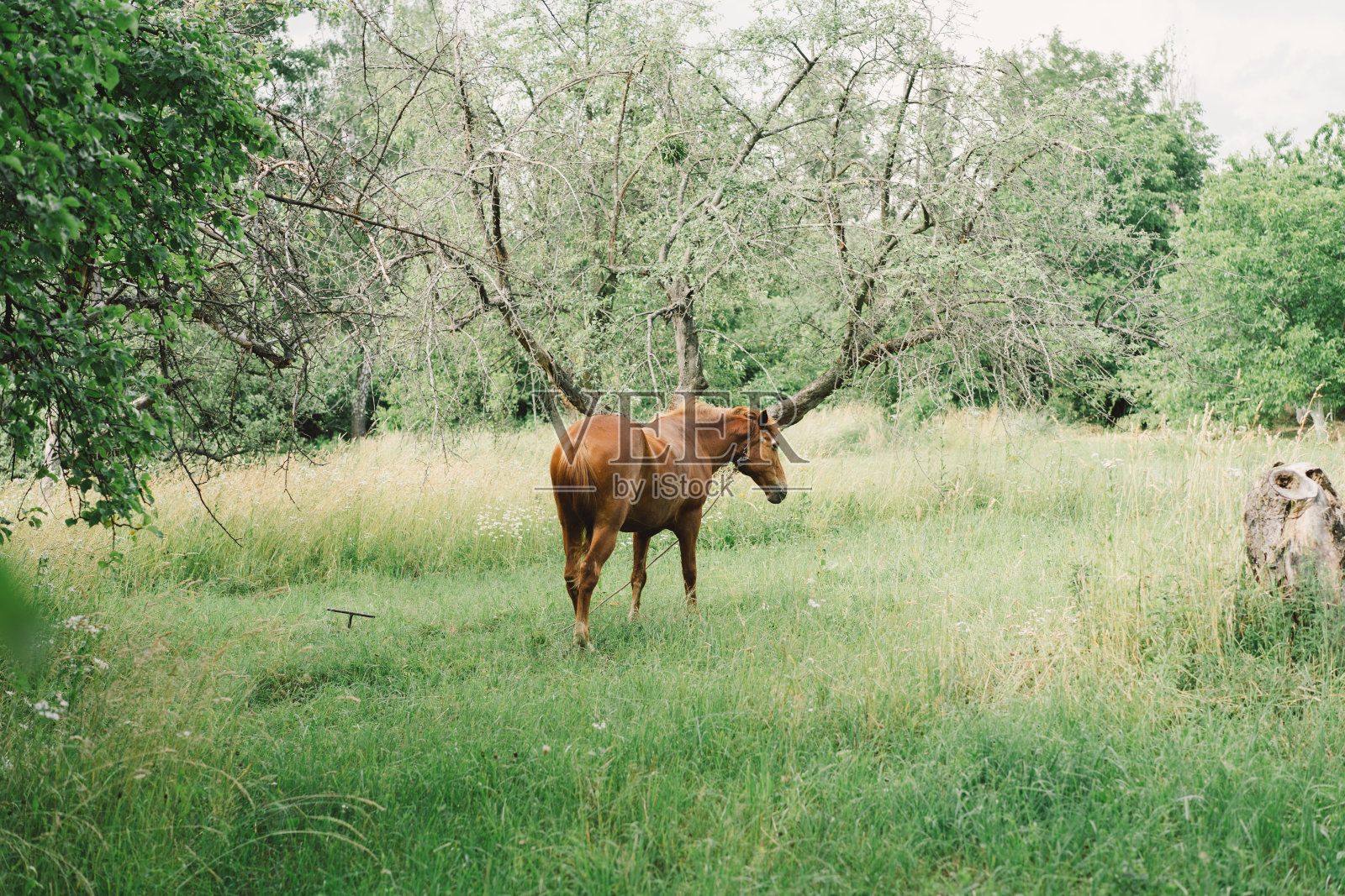 漂亮的马在高高的草地上奔跑和站立。照片摄影图片