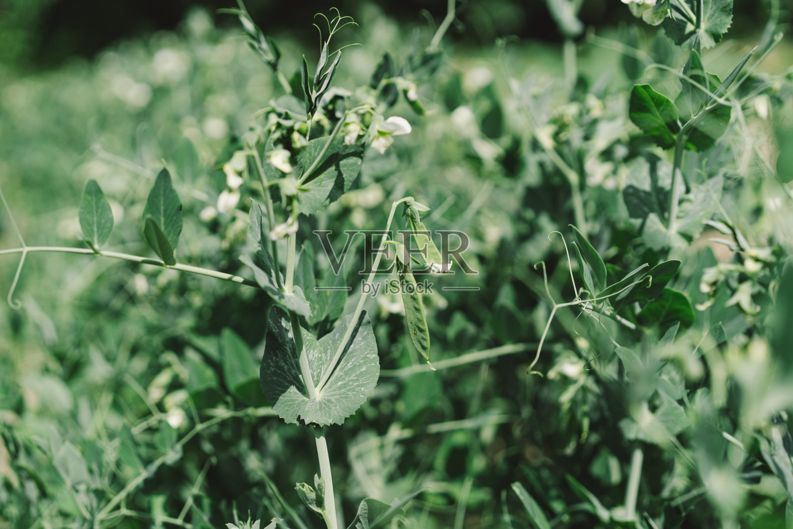 田间的小豌豆丛,早期的生态食物,有花的豌豆。照片摄影图片
