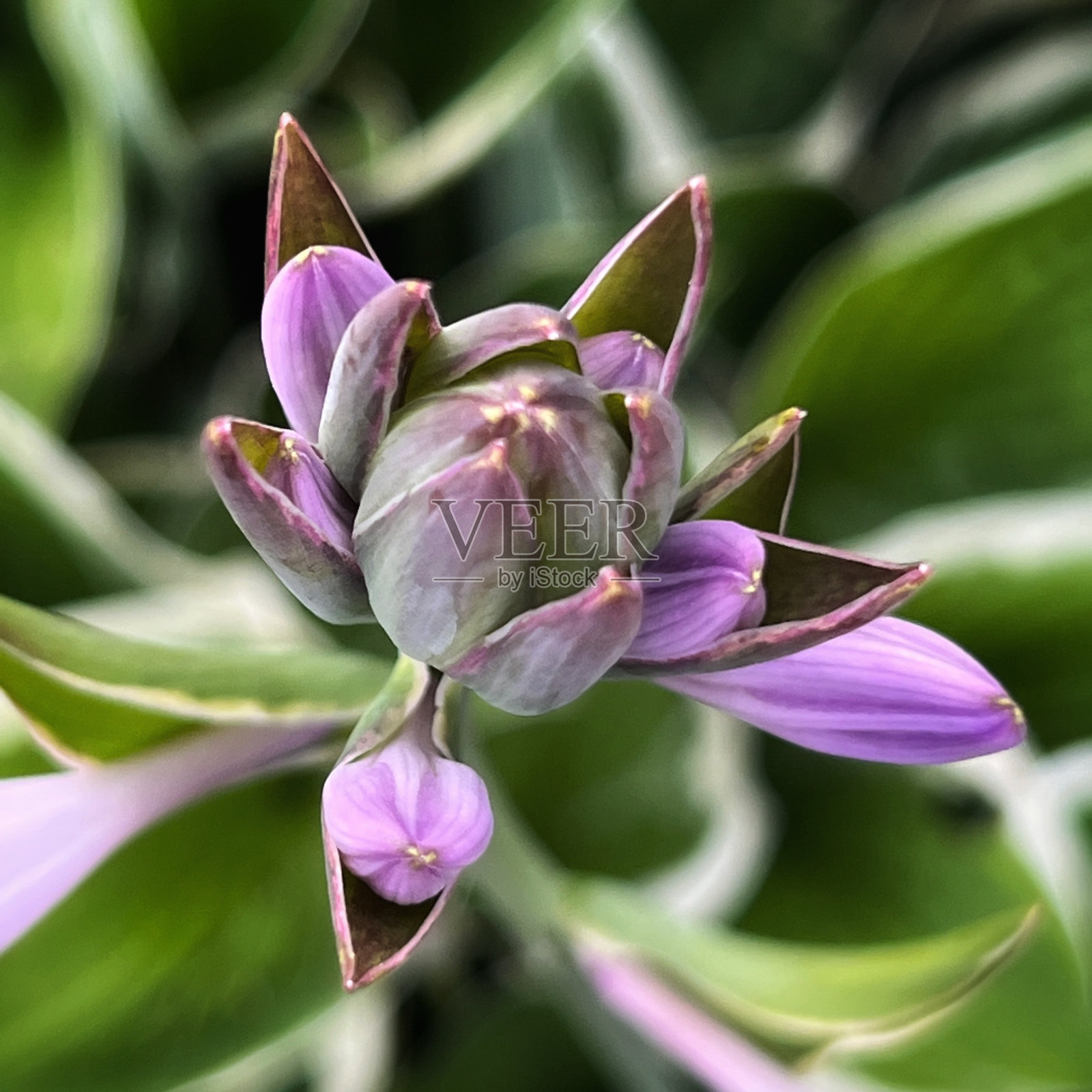 粉红色的Hostas花蕾照片摄影图片