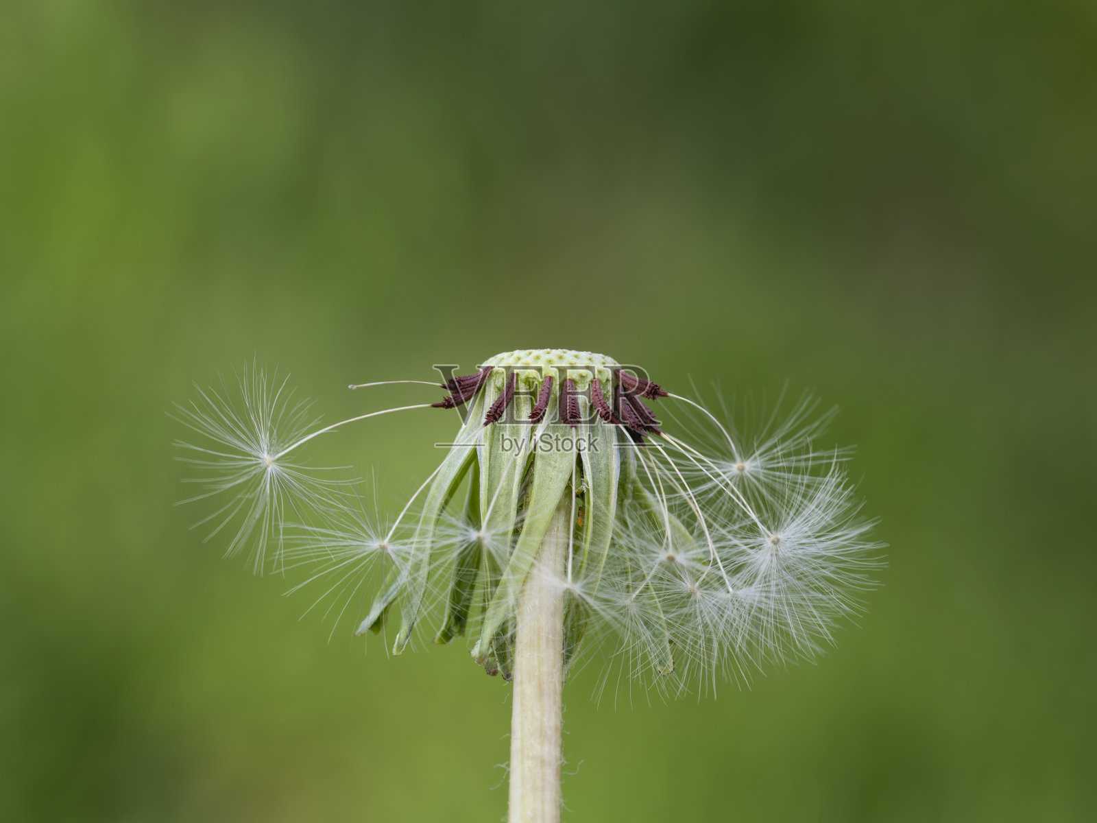 在野外拍摄的野花照片照片摄影图片