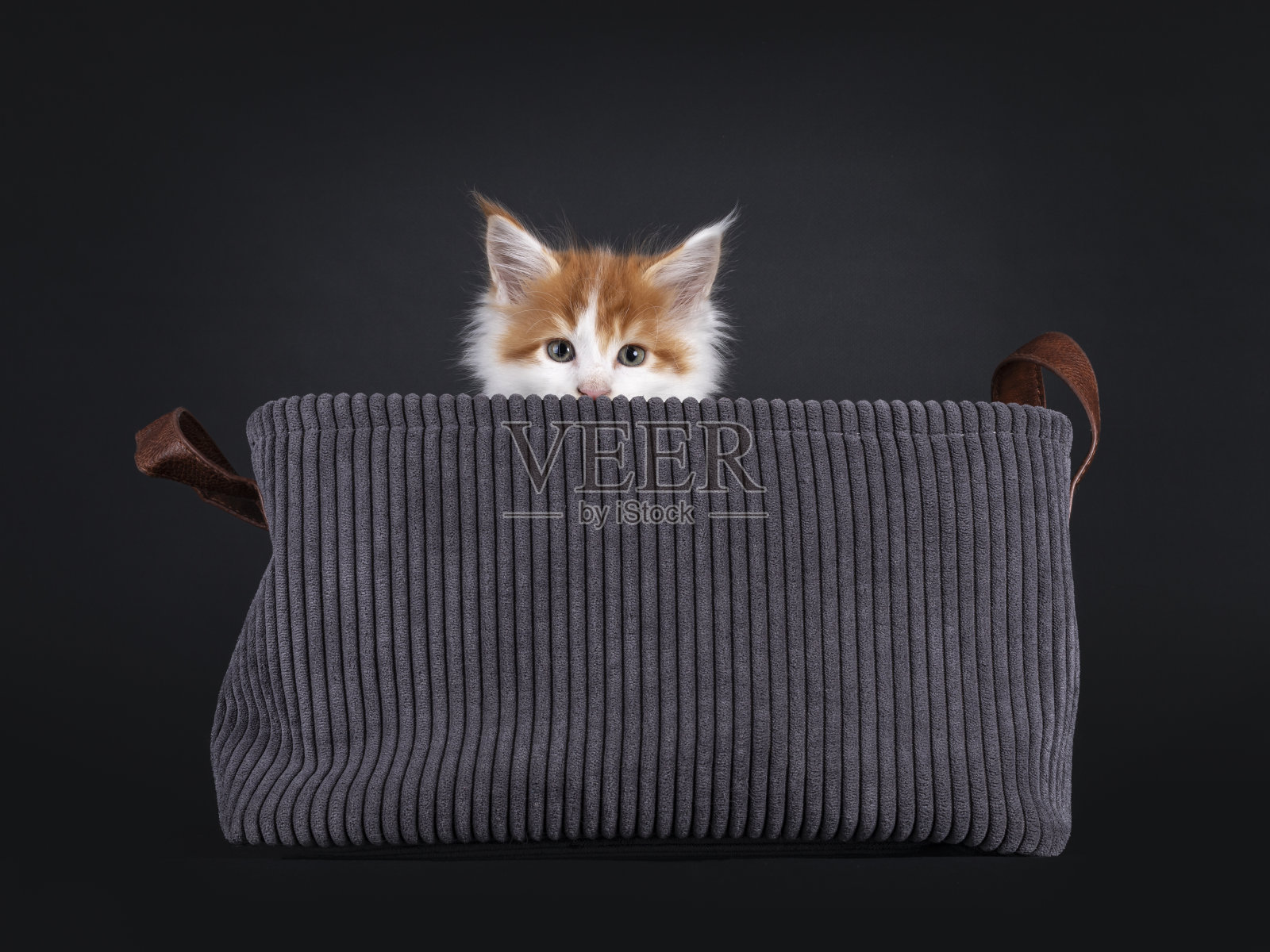 黑色背景的缅因猫照片摄影图片