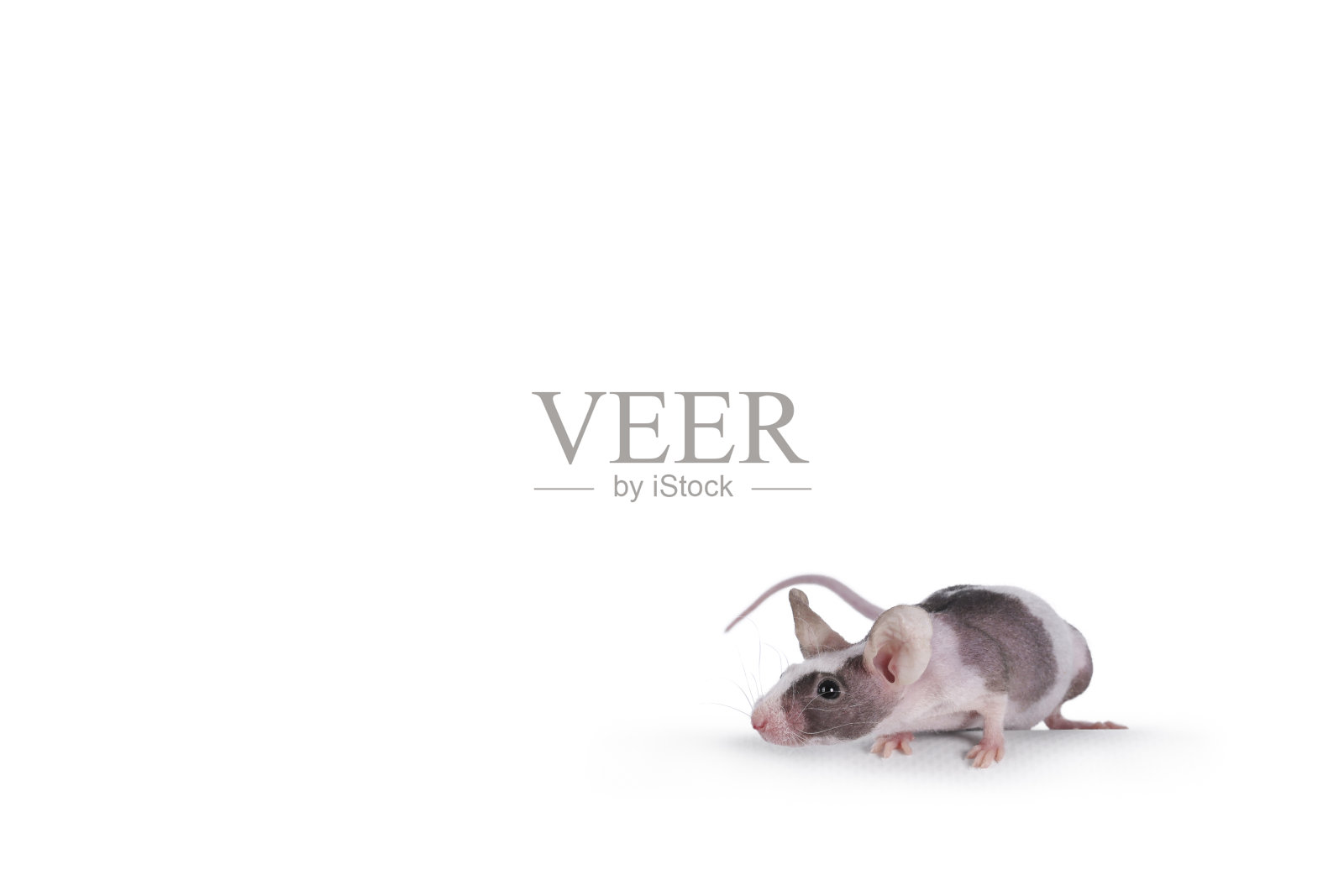 鼠标在白色背景上照片摄影图片