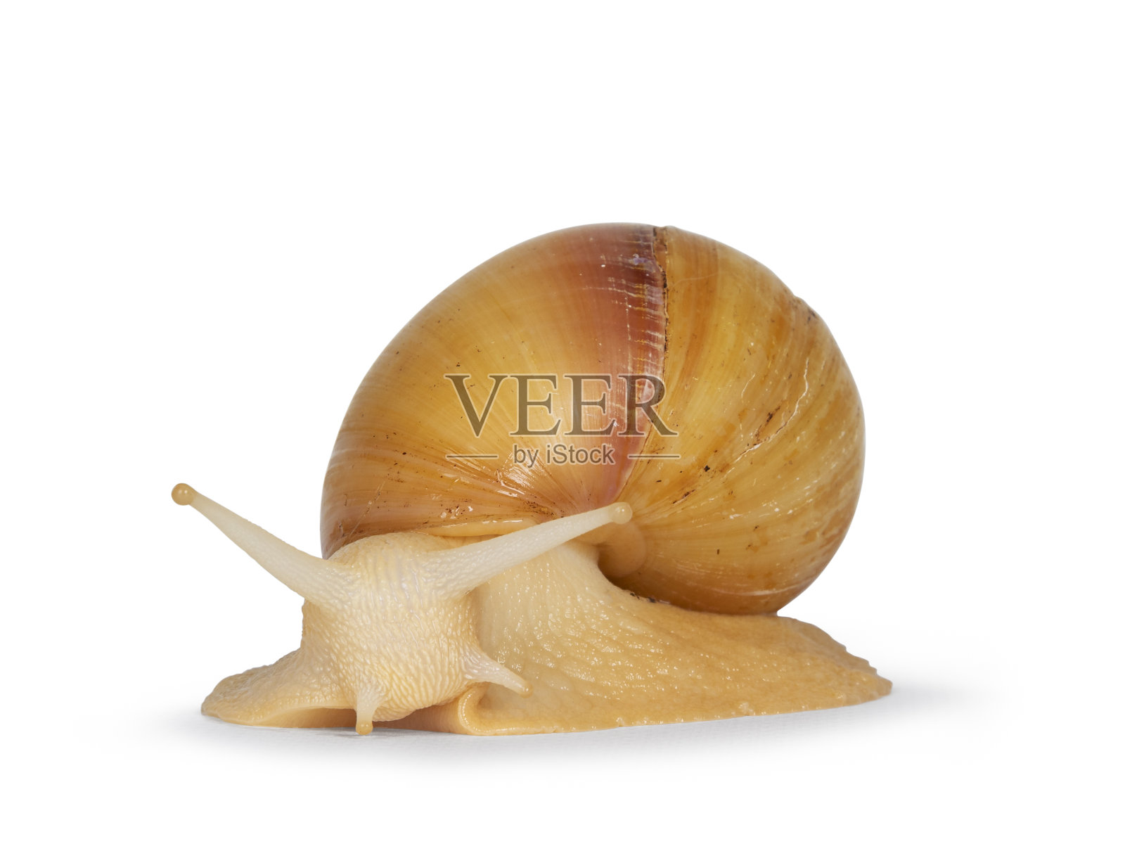 白色背景上的巨型西非蜗牛照片摄影图片