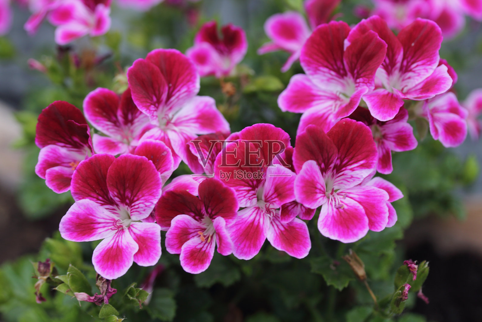 天竺葵属植物照片摄影图片