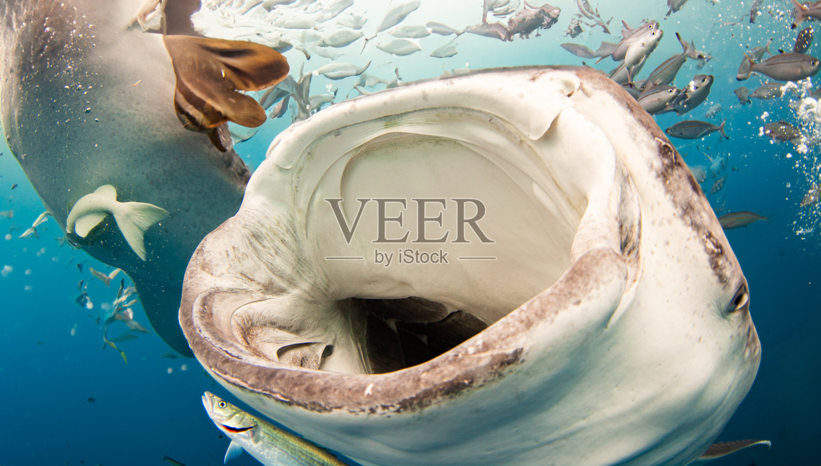 大嘴鲸鲨在海洋中游泳照片摄影图片