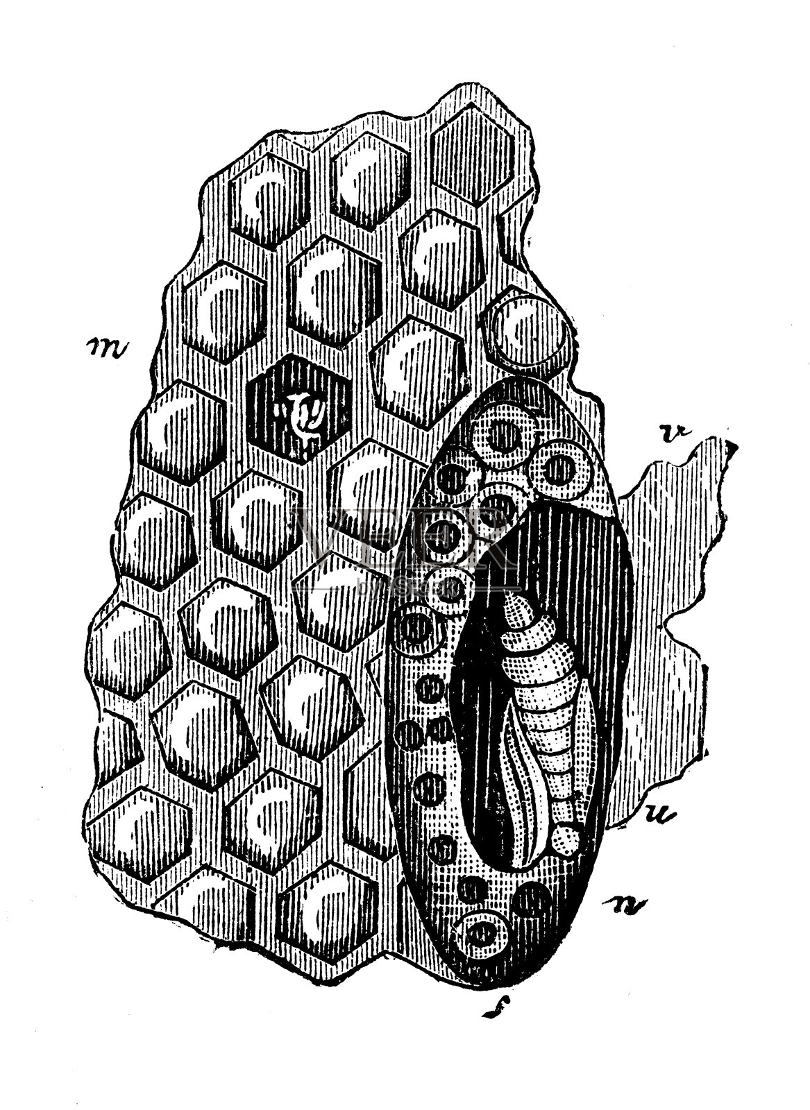 古董插图:养蜂蜂王蜂房插画图片素材