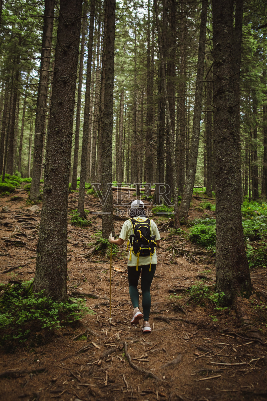 一个背着背包的游客站在树中间照片摄影图片