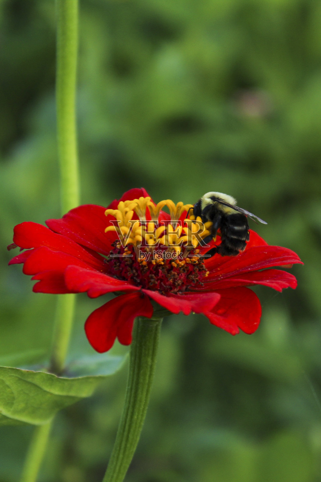 蜜蜂在红色百日花上照片摄影图片