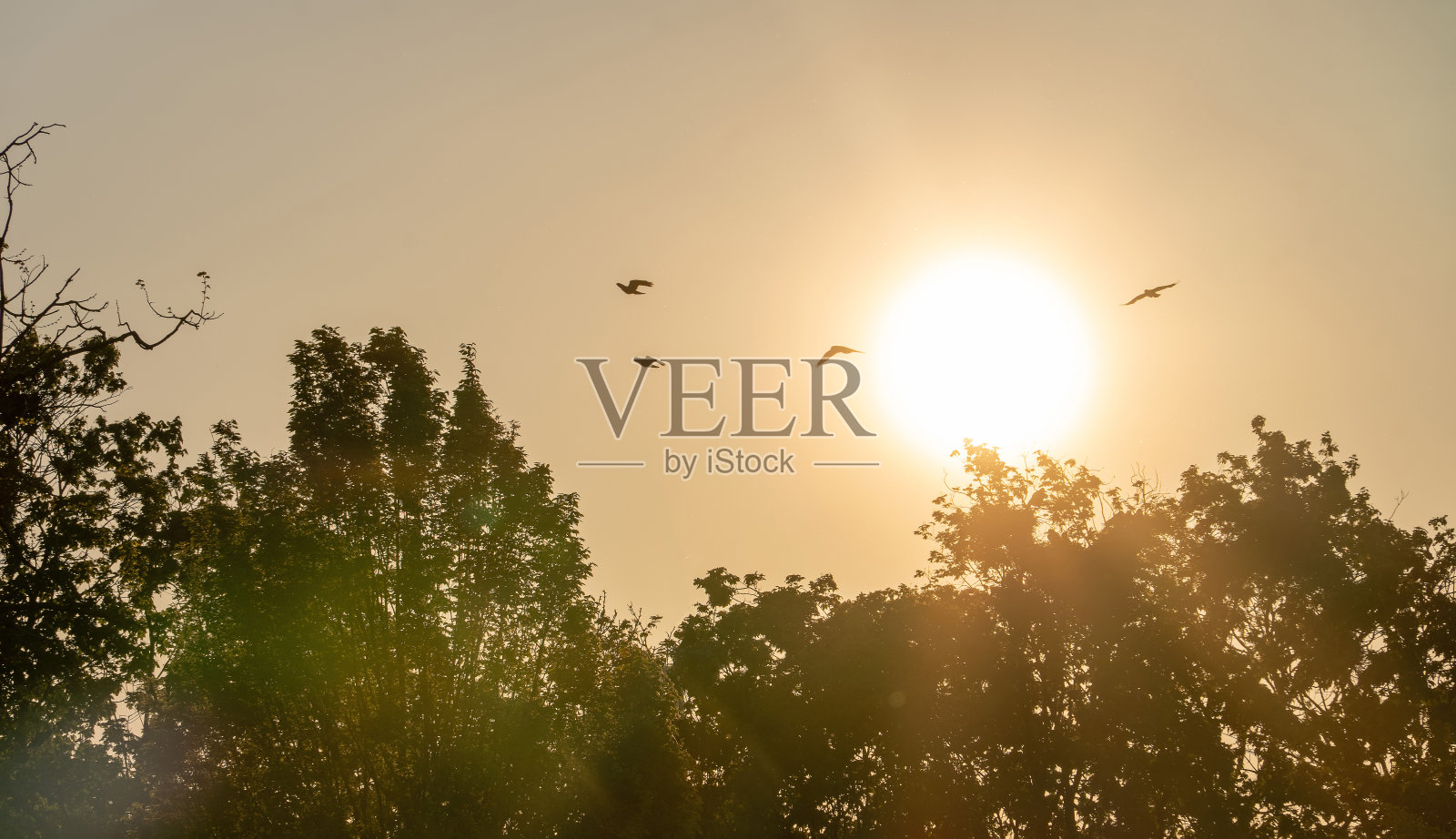 日落和乌鸦照片摄影图片