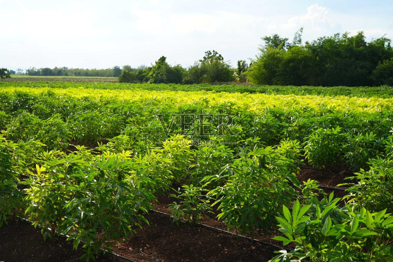 木薯种植照片摄影图片