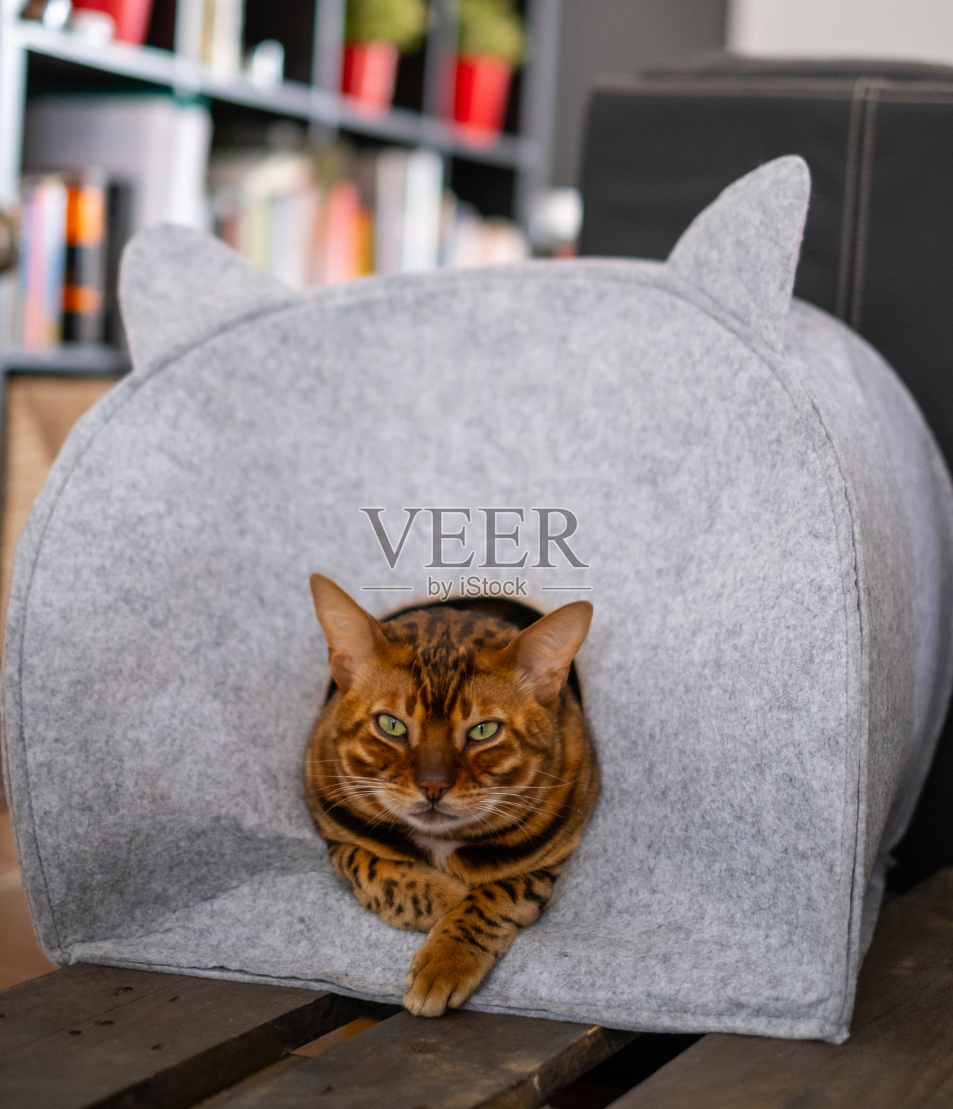 一只可爱的孟加拉猫躲在灰色的猫屋里照片摄影图片