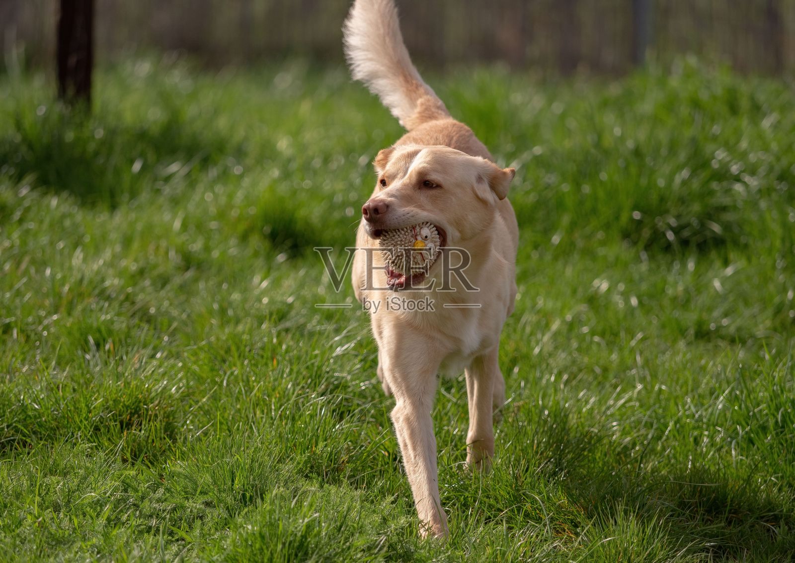 漂亮的金毛猎犬在田野上奔跑,嘴里叼着玩具照片摄影图片
