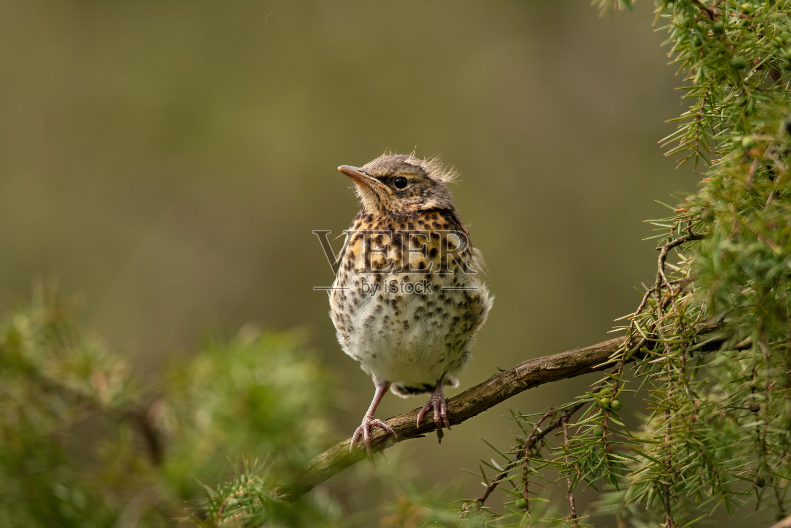 雏鸟的肖像(Turdus pilaris)照片摄影图片