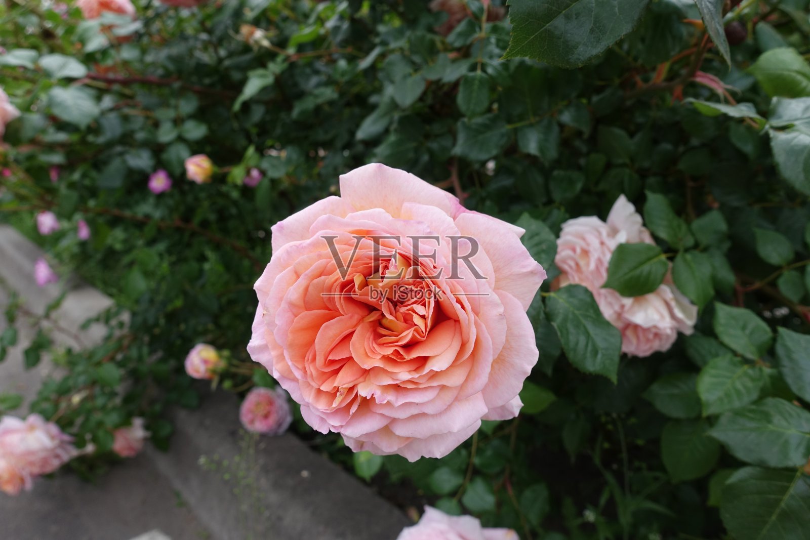 六月的花园玫瑰丛,开着粉红色的大花照片摄影图片