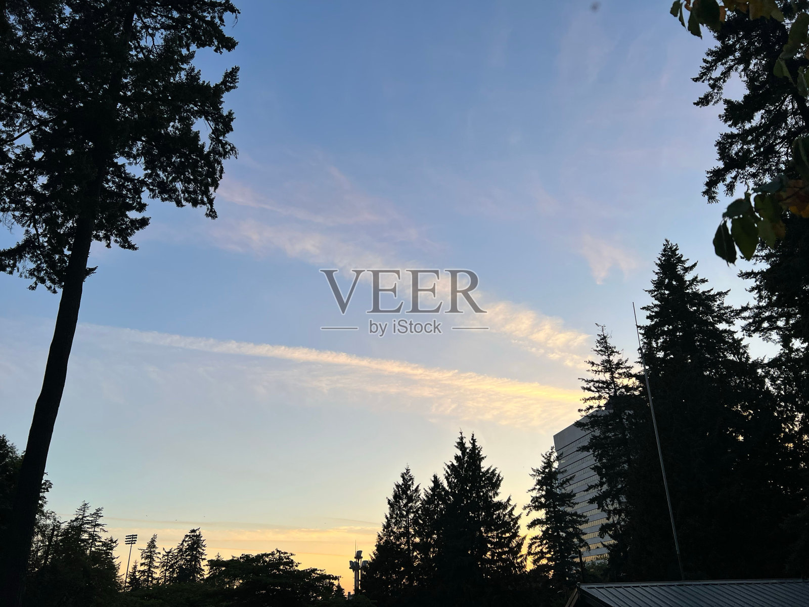 蓝天映衬下树木的美丽剪影照片摄影图片