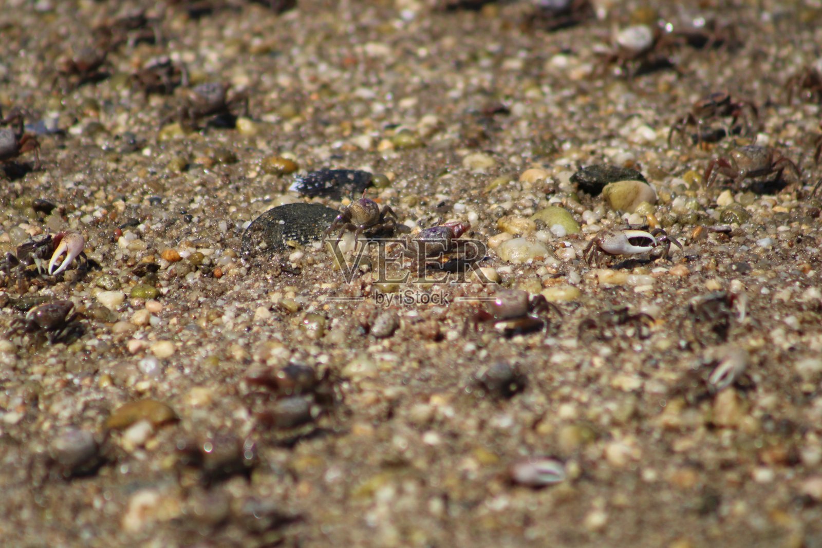 招潮蟹照片摄影图片