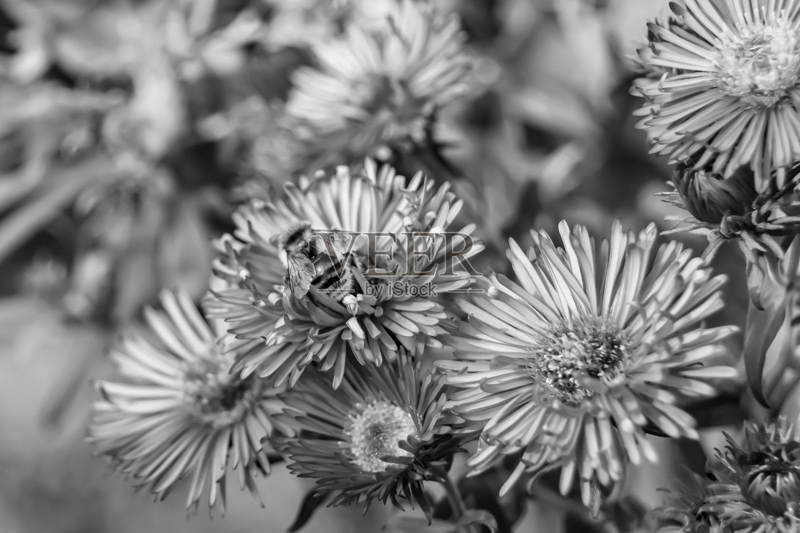 美丽的野花有翅膀的蜜蜂在背景叶草地照片摄影图片