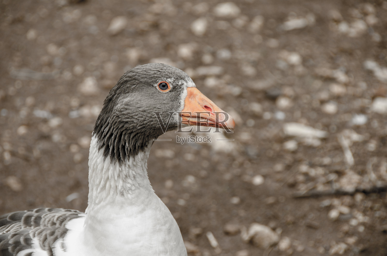 农场里的家鹅。照片摄影图片