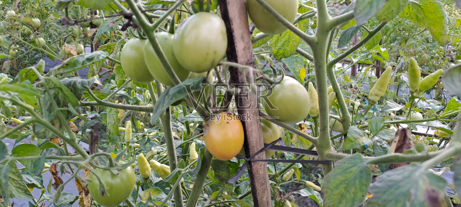 藤上的绿色有机西红柿,田间生长的西红柿照片摄影图片