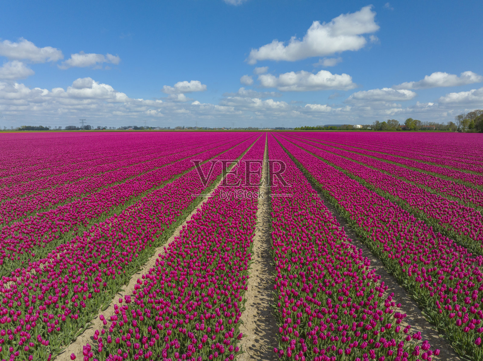 从上面看,春天郁金香在农田里生长照片摄影图片