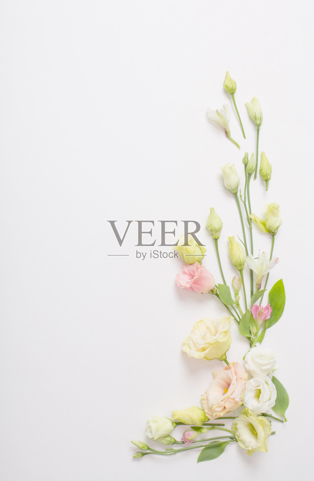 春天美丽的花朵在白色的背景照片摄影图片