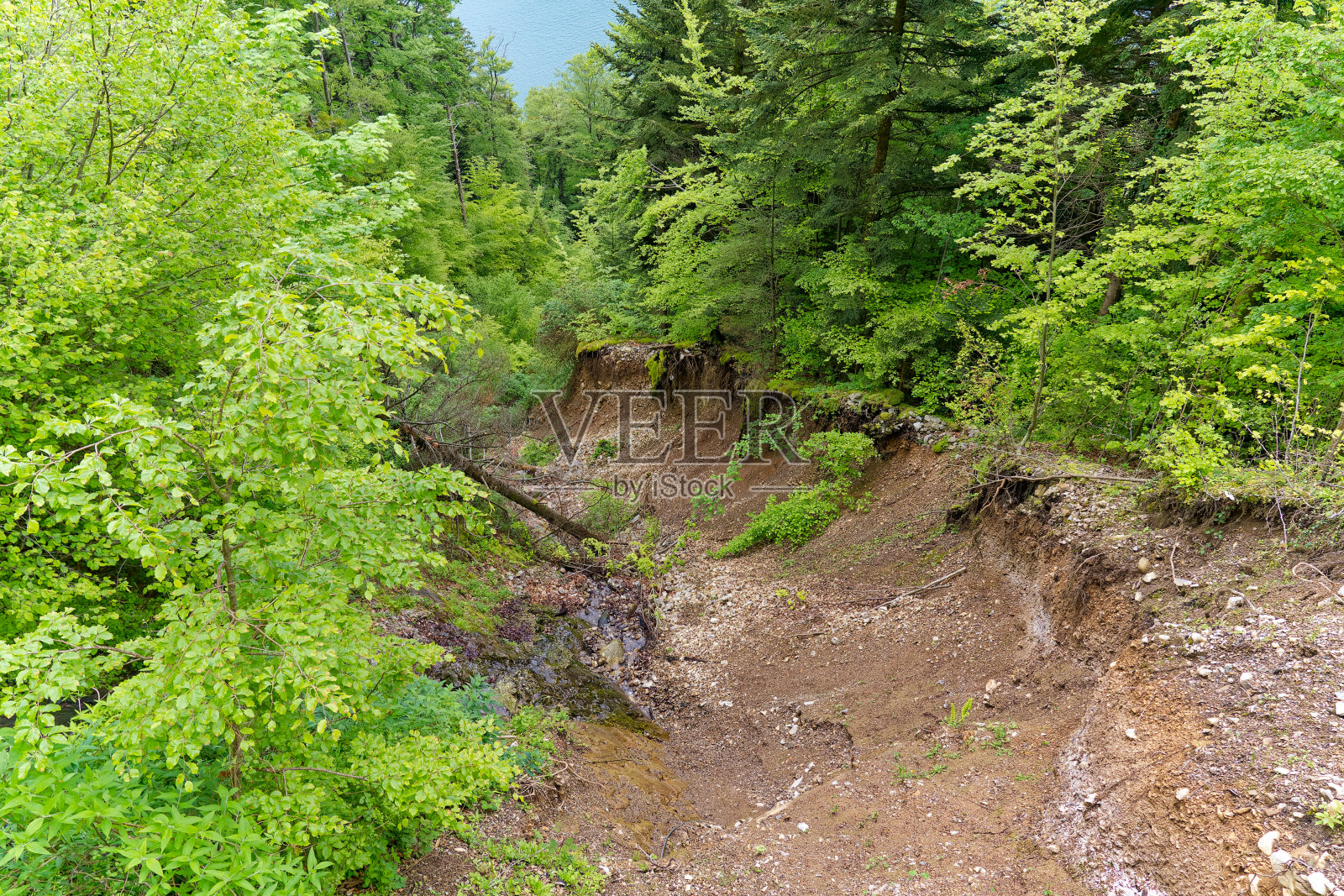 俯视树林里的峡谷。照片摄影图片