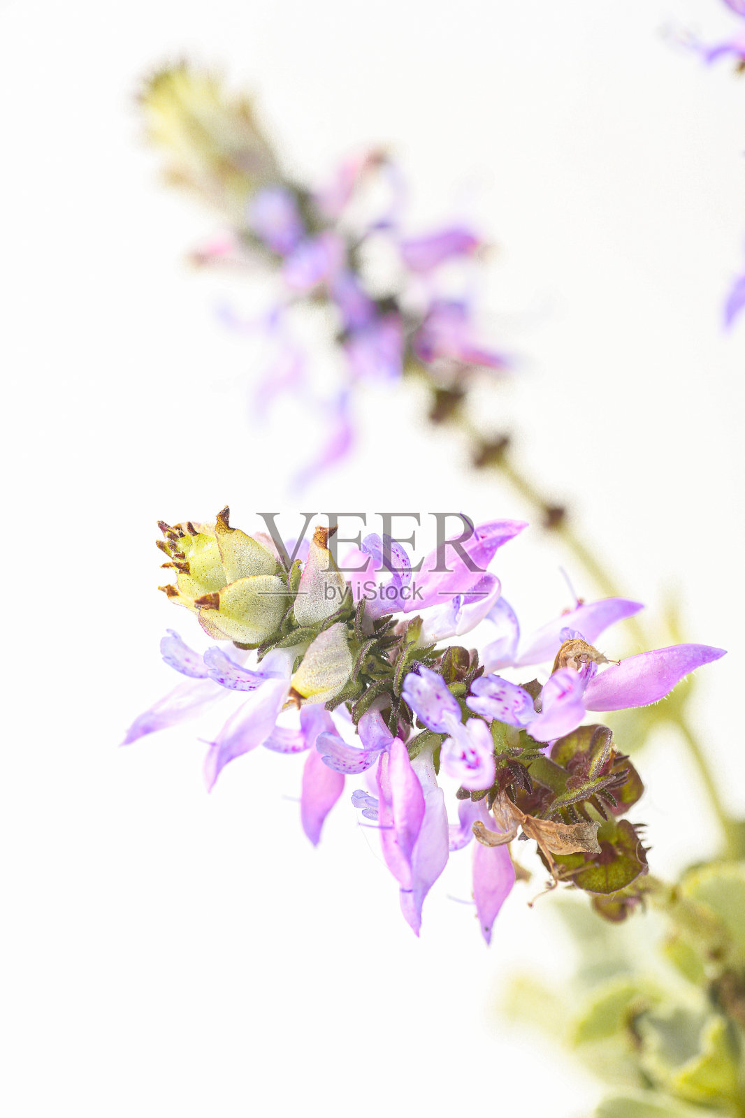 迷你boldo花(Plectranthus ornatus, Country Borage, Indian Borage, Coleus amboinicus Lour.)(boldinho, boldo-miúdo, boldo-chinês)照片摄影图片