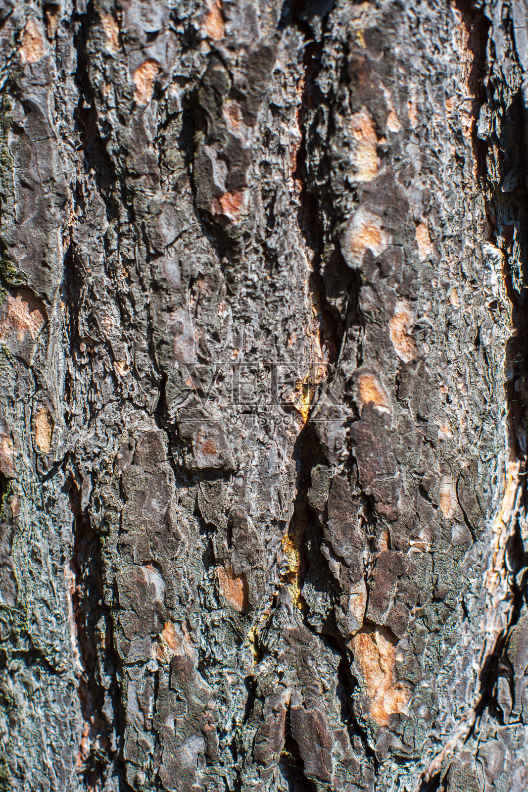 森林中老树皮的浮雕纹理特写。自然美丽的抽象木材图案表面的壁纸和背景照片摄影图片