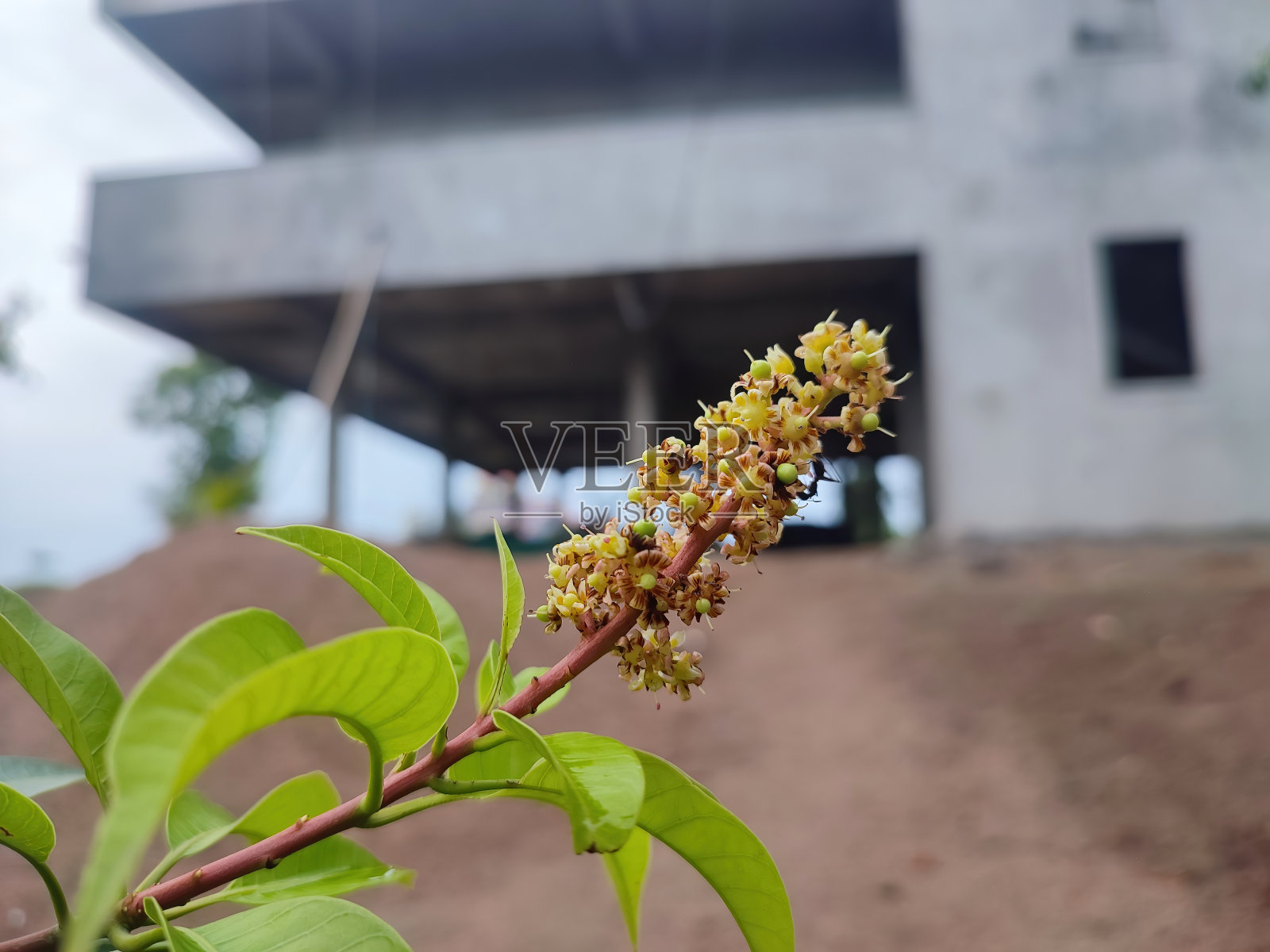 芒果芽的特写照片摄影图片