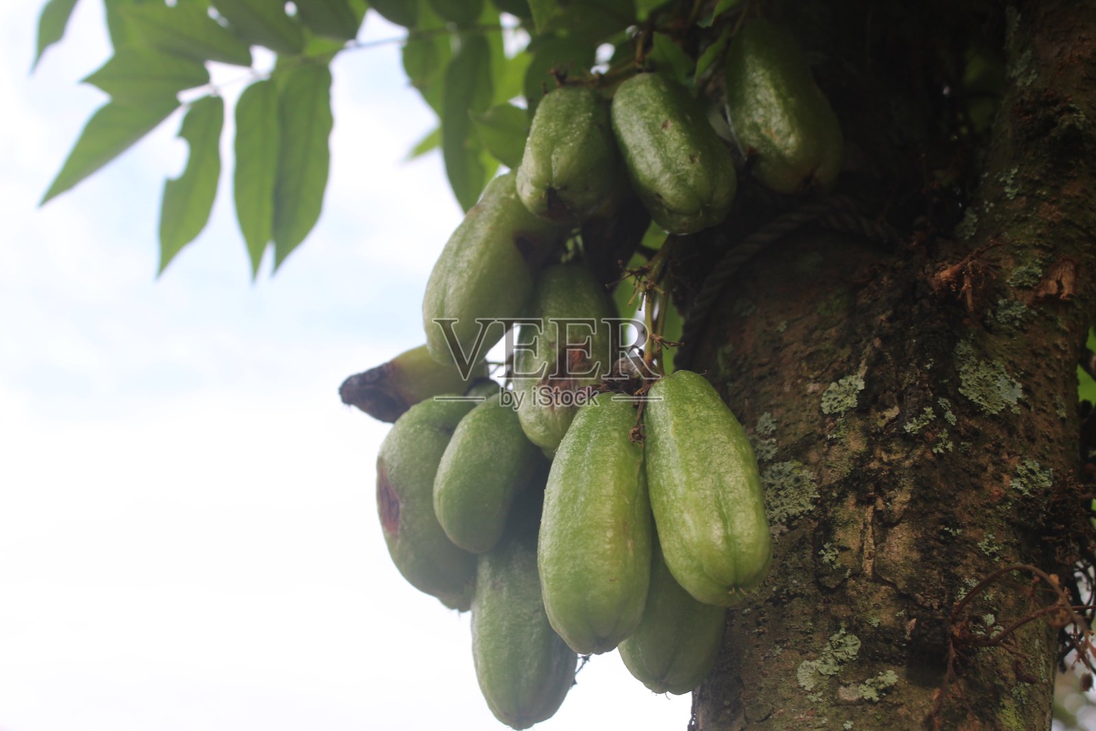 Averrhoa bilimbi照片摄影图片