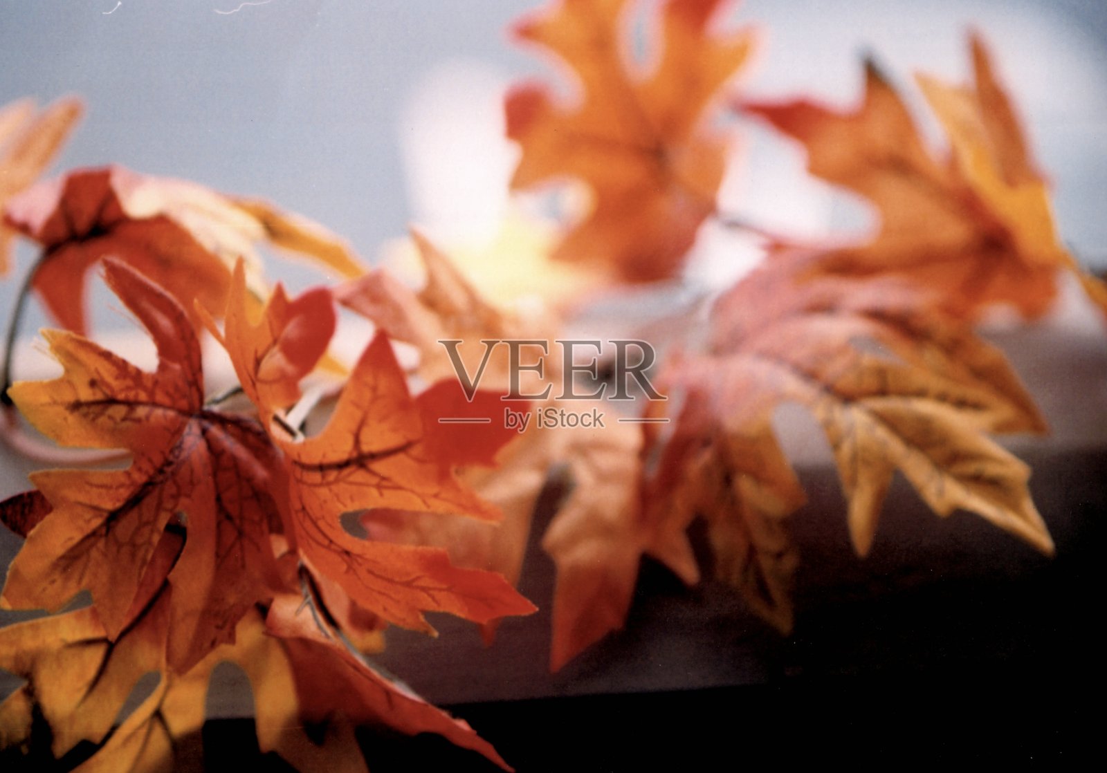 秋天的叶子照片摄影图片