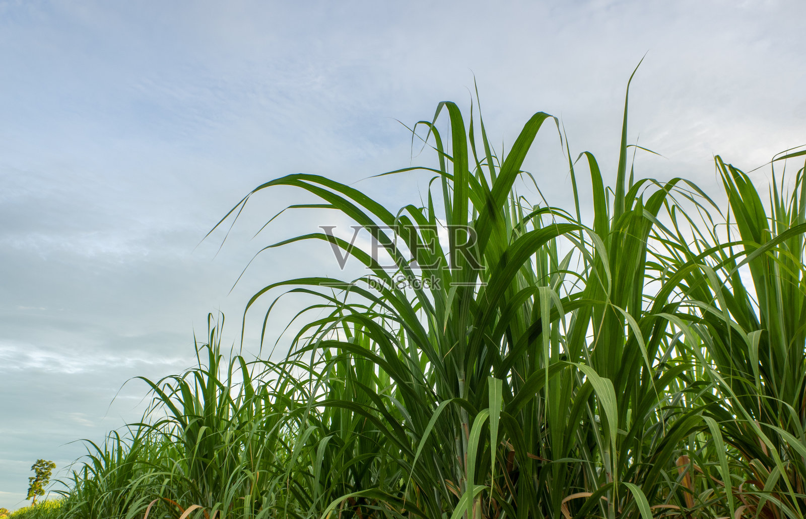 日出时的甘蔗田。泰国甘蔗或农业的鸟瞰图或俯视图。照片摄影图片