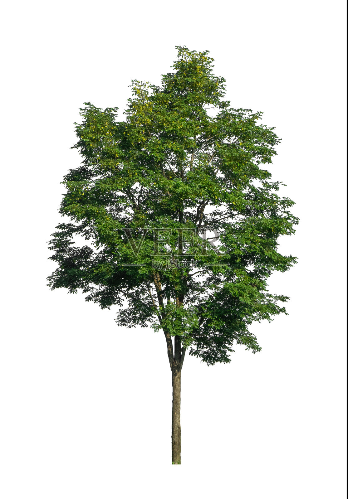 在白色背景上孤立的树既适合打印,也适合网页照片摄影图片
