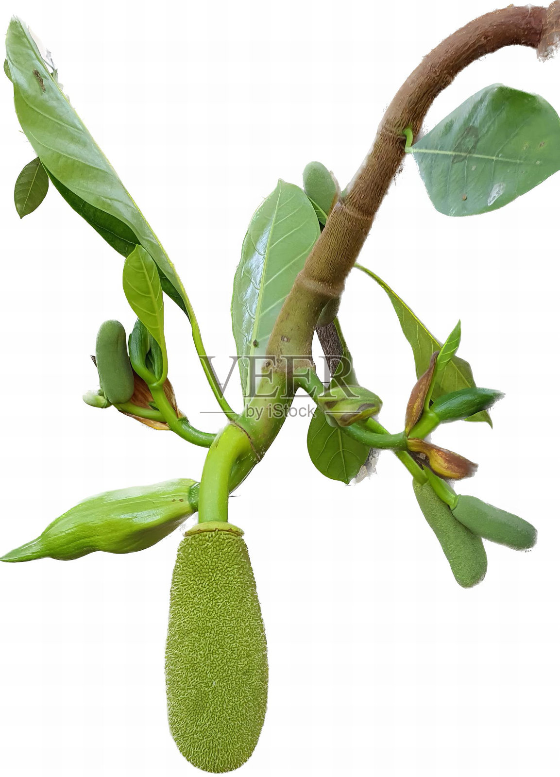 一张绿色植物的照片,上面有一个长茎和一个果实,上面有一个长茎的绿色植物和一个大果实。照片摄影图片