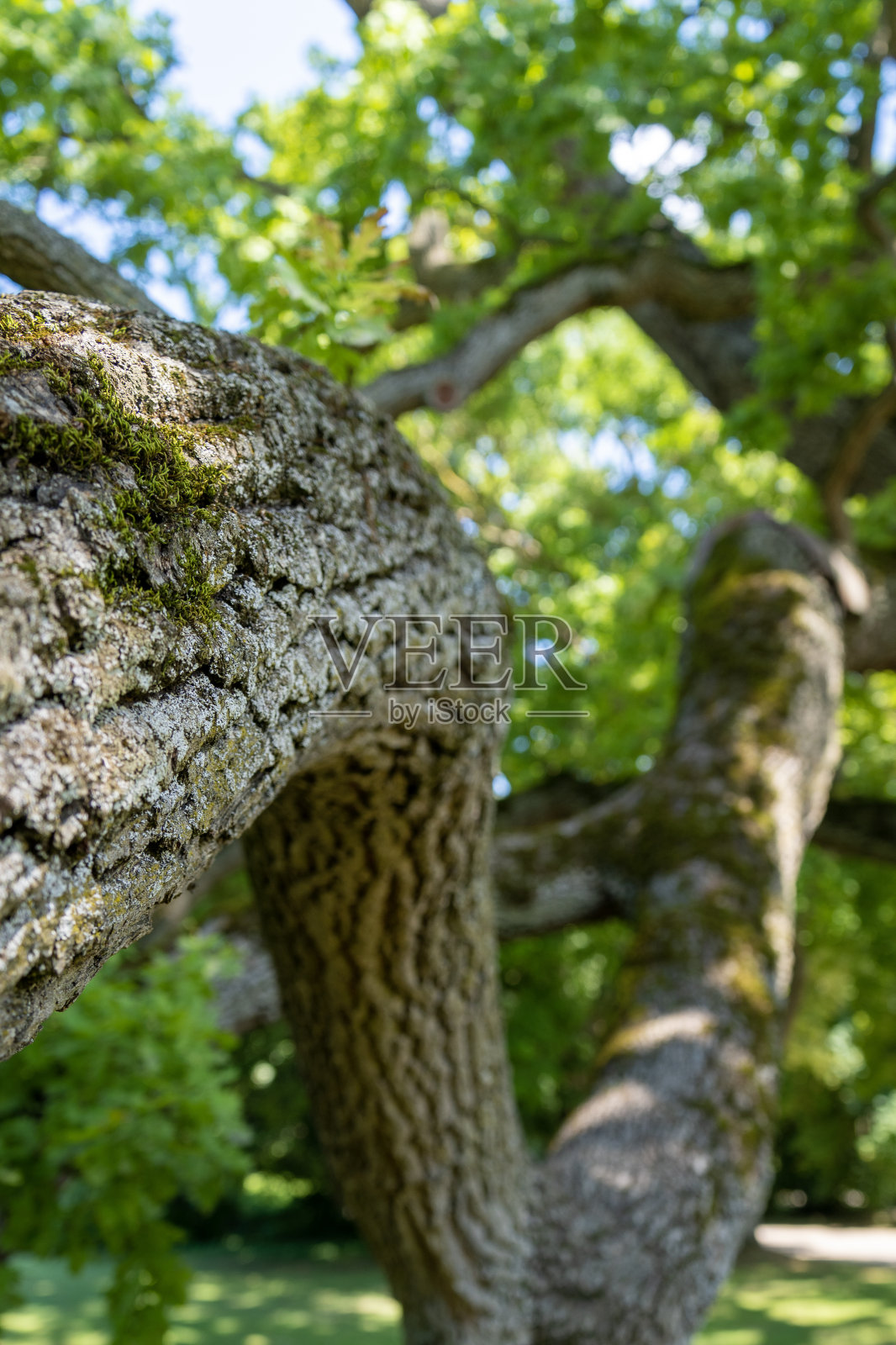 夏天,一棵大的老橡树(栎属)弯曲的树枝和树皮照片摄影图片