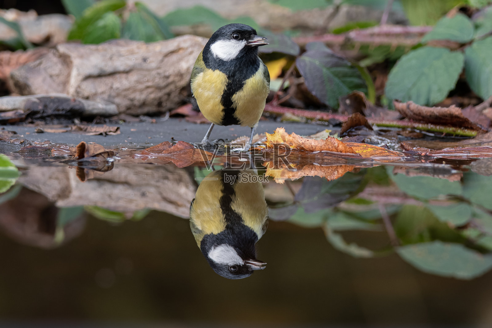 大山雀(Parus major)照片摄影图片