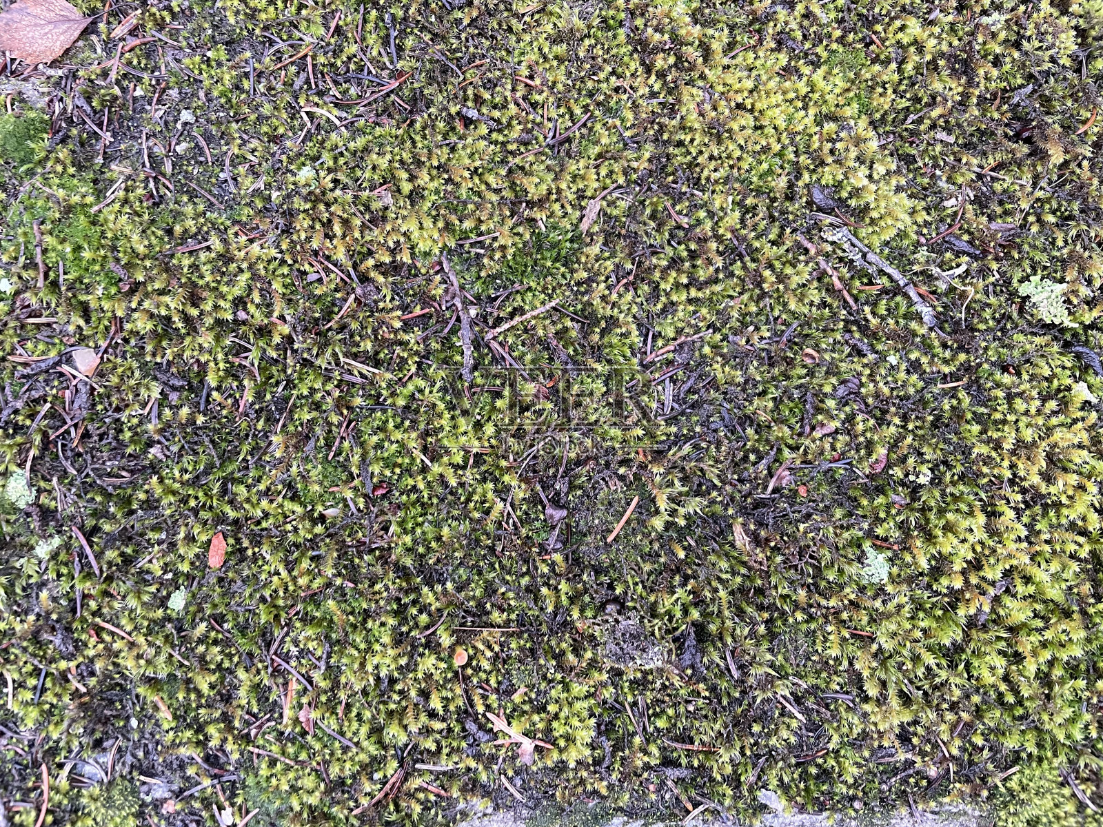 石材纹理带有绿色和白色的苔藓照片摄影图片