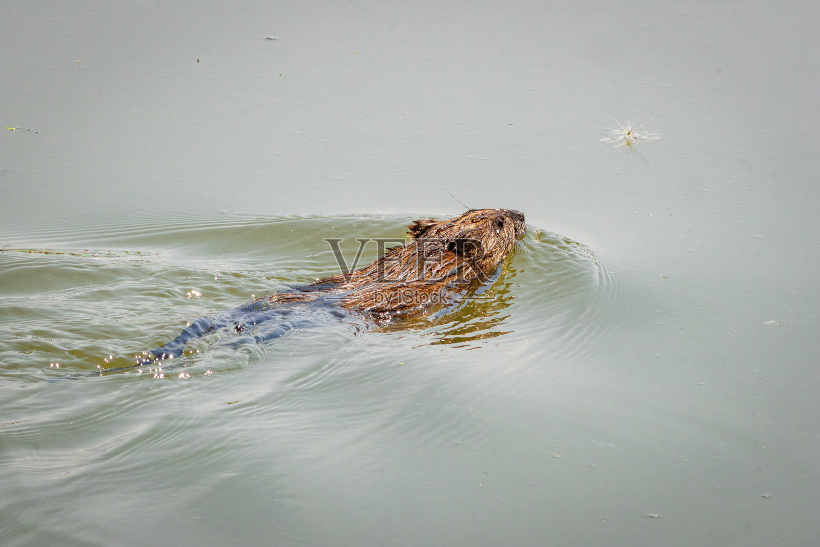 观鸟远足照片摄影图片