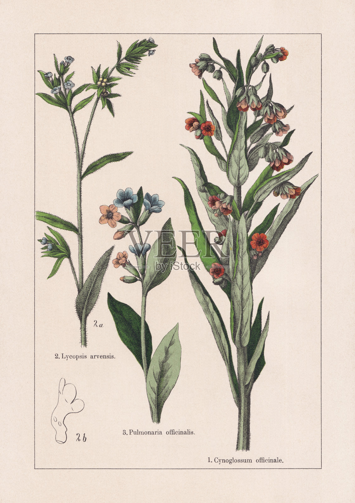 Magnoliids, Asterids, chromolithography,出版于1895年插画图片素材