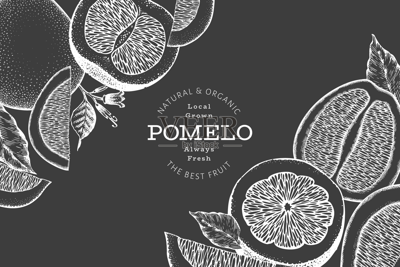 手绘素描风格的柚子旗帜有机插画图片素材