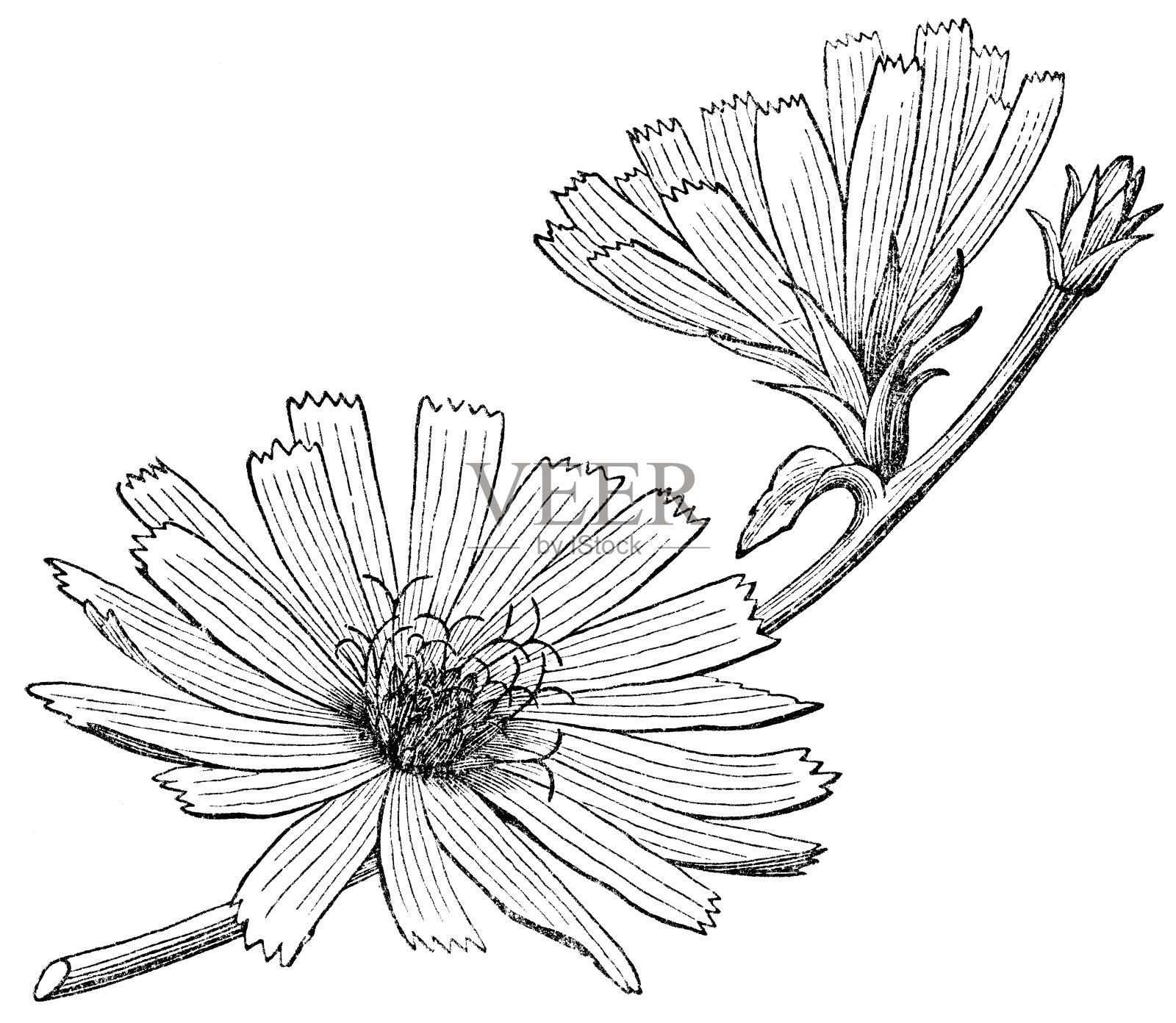 普通菊苣花(菊苣属)- 19世纪插画图片素材
