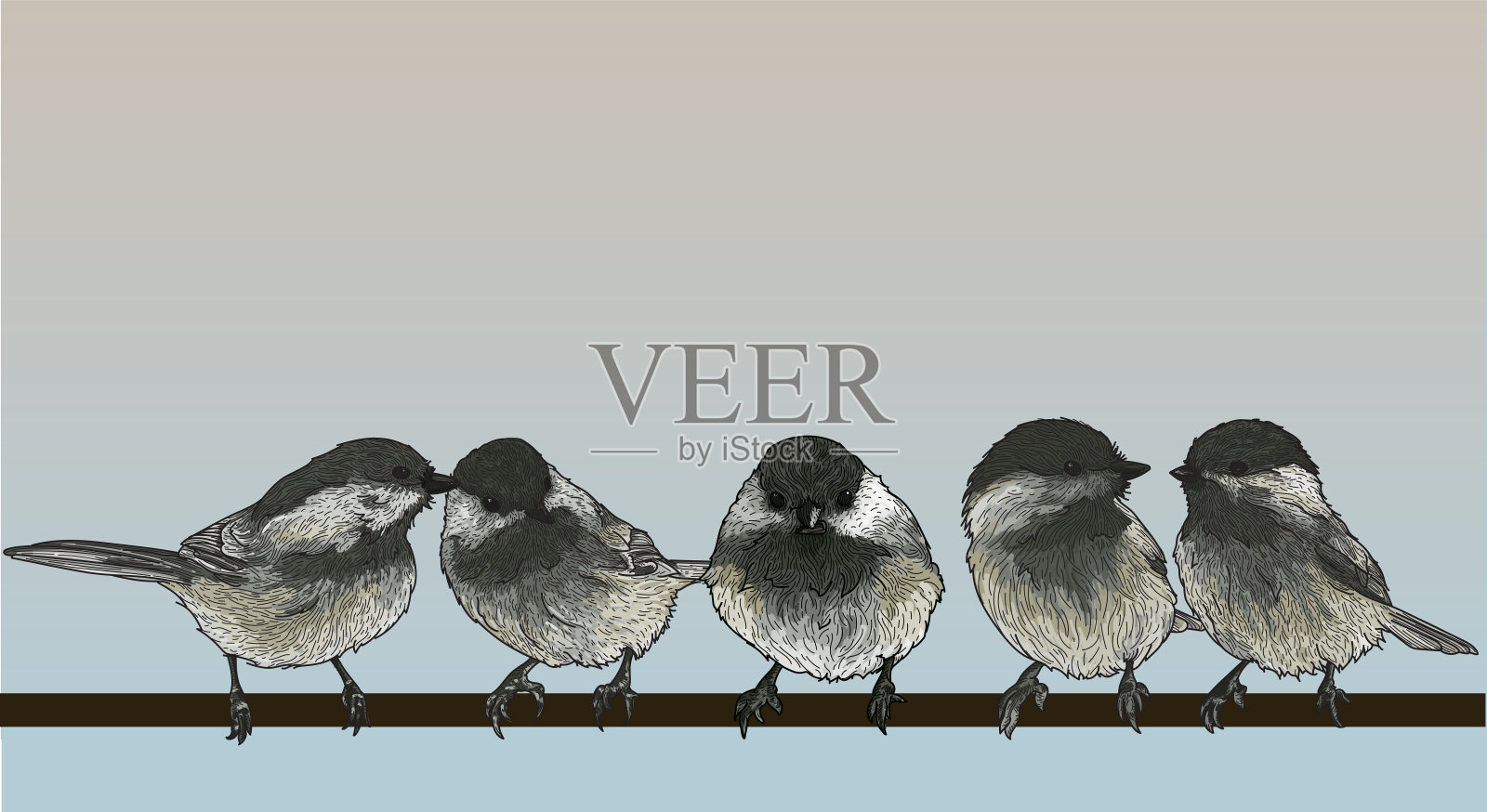 电线上的黑头山雀插画图片素材