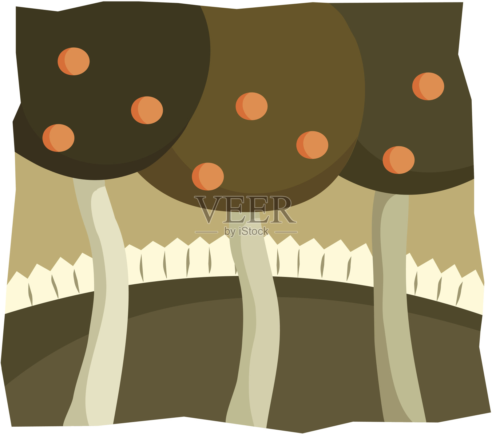 橘子树插画图片素材