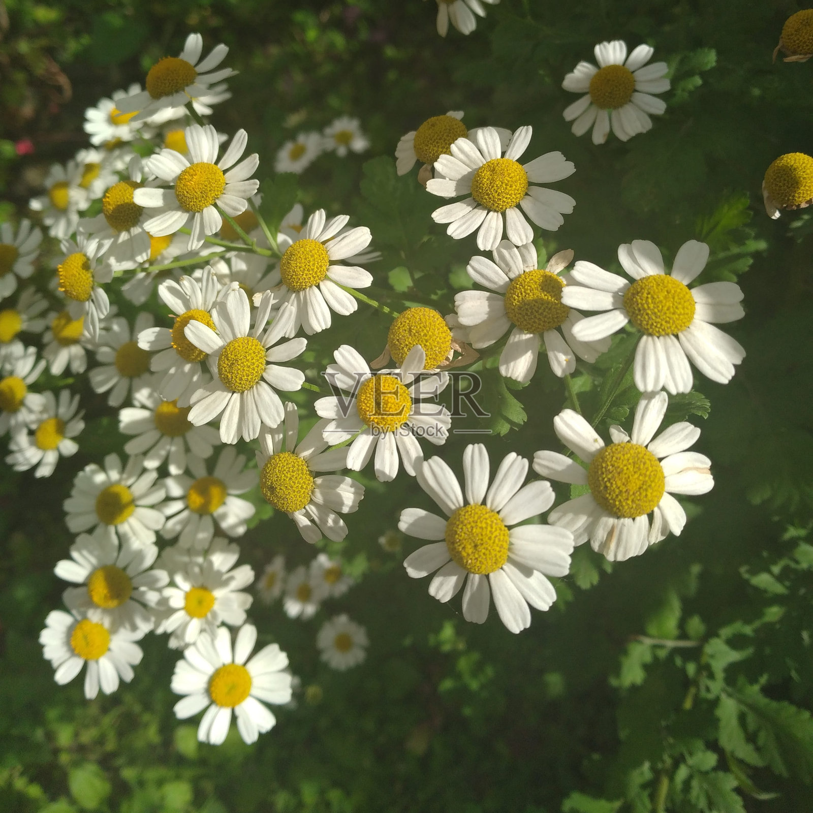 小苹果照片摄影图片