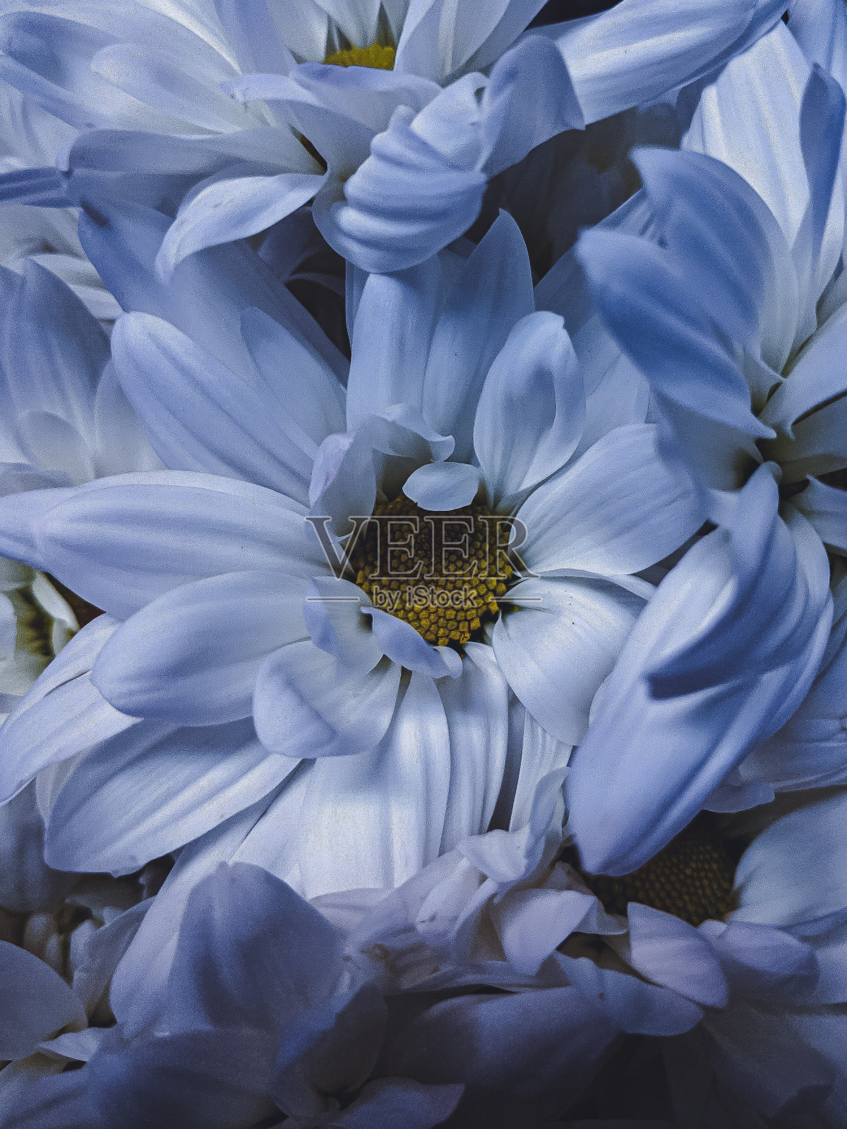 花园里白色的向日葵很漂亮照片摄影图片